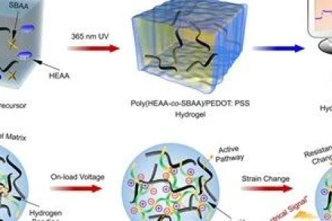 美國阿克倫大學(xué)鄭潔團隊《JMCA》：新型全聚合物導(dǎo)電水凝膠