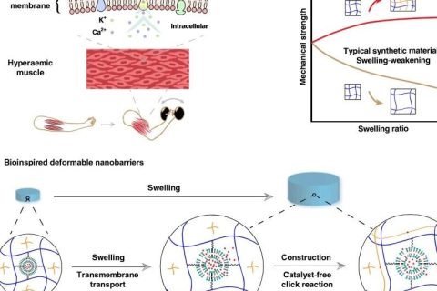 水凝膠溶脹后機械性能反增強？骨骼肌啟發(fā)的溶脹強化水凝膠！