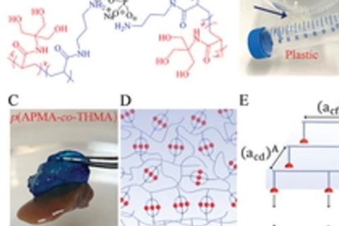 具有“分擔(dān)負(fù)荷”作用的粘性水凝膠，可作為組織繃帶用于藥物和細(xì)胞的輸送。