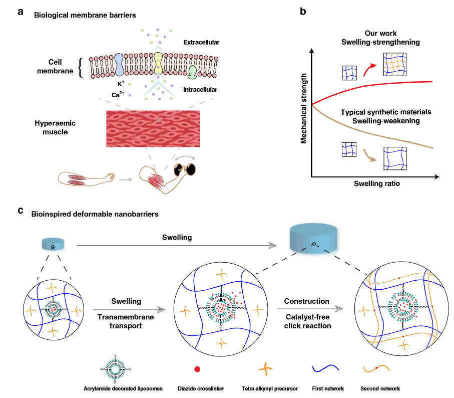 水凝膠溶脹后機(jī)械性能反增強(qiáng)？《Nature》子刊：骨骼肌啟發(fā)的溶脹強(qiáng)化水凝膠！