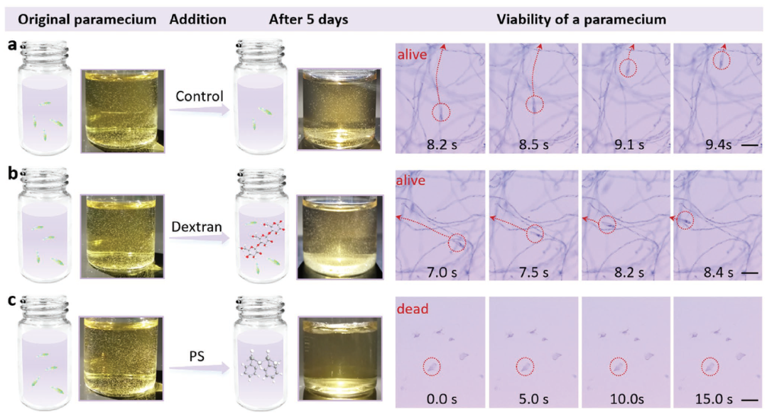 東北師范大學(xué)AFM：首次制備基于葡聚糖材料的超薄柔性可降解有機(jī)突觸晶體管器件