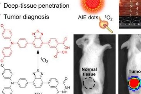 唐本忠院士/羅亮教授《AM》：穿透3厘米！AIE近紅外化學(xué)發(fā)光材料用于深部組織成像