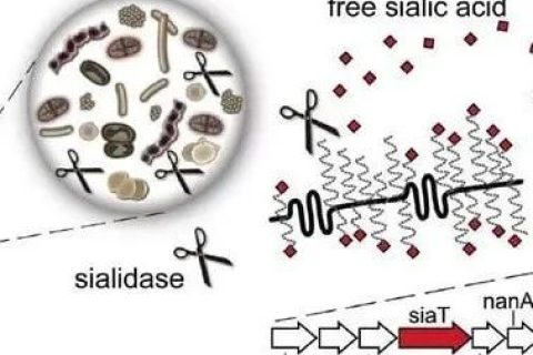 最新研究：口腔細(xì)菌在會破壞陰道微生物組的平衡