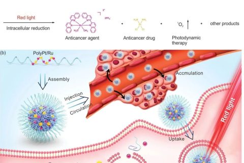 耐藥腫瘤不可怕！雙響應(yīng)Pt(IV)/Ru(II)雙金屬聚合物殺死耐順鉑腫瘤