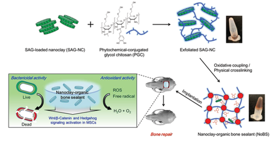 《AFM》自然啟發(fā)的骨密封劑：多功能納米粘土有機水凝膠骨密封劑促進骨再生