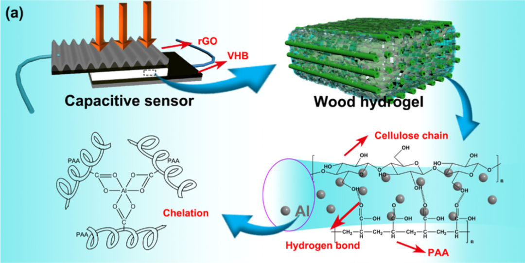 師法自然——浙江農(nóng)林大學(xué)發(fā)明木質(zhì)基水凝膠壓力傳感器