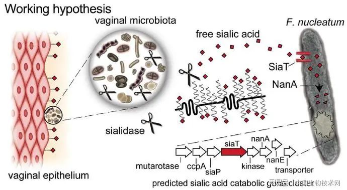 最新研究：口腔細菌在會破壞陰道微生物組的平衡