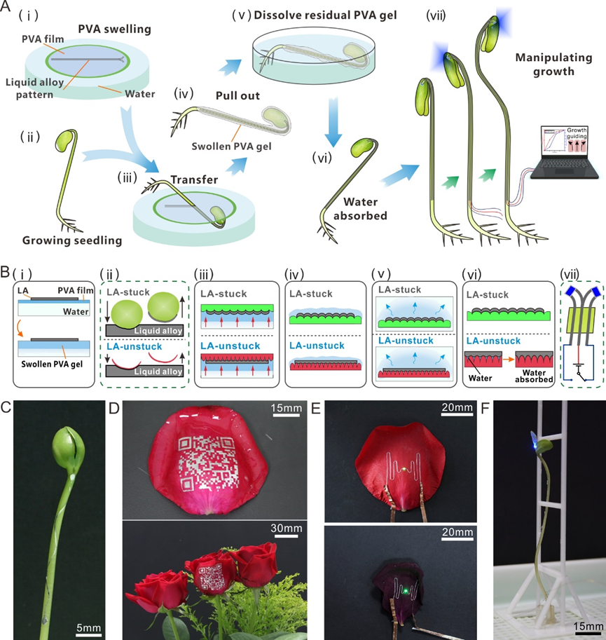 華中科技大學丁漢院士/吳志剛教授《Small》：可用于植物檢測和生長操控的液態(tài)金屬水轉(zhuǎn)印