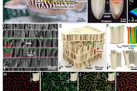 吃墨魚發(fā)了一篇頂刊《PNAS》！墨魚骨的秘密被揭開！