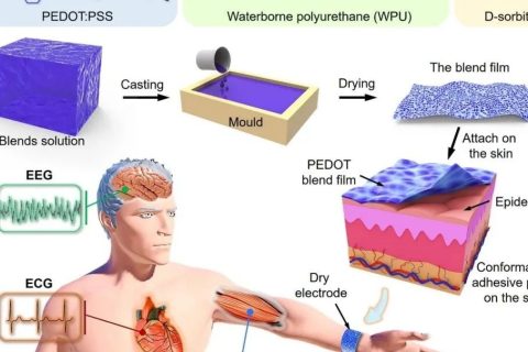 新加坡國立大學(xué)歐陽建勇、任洪亮：可拉伸自粘附純有機干電極用于長期穩(wěn)定檢測人體表皮生物電信號
