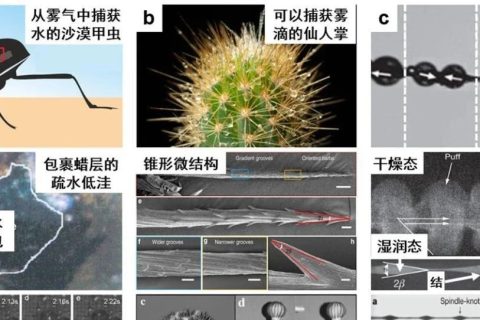 天津大學曹墨源：仿生霧水收集——向天空尋求解決淡水危機的方法