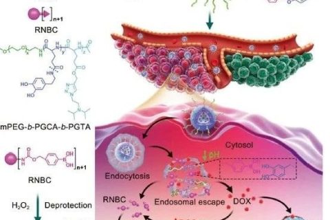 陳學思院士團隊《AM》： 構建多級合作的納米平臺用于蛋白質/化療藥物的胞內共遞送