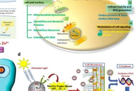 《ACS Nano》綜述：抗菌、抗病毒納米材料和涂層的現(xiàn)狀和未來展望