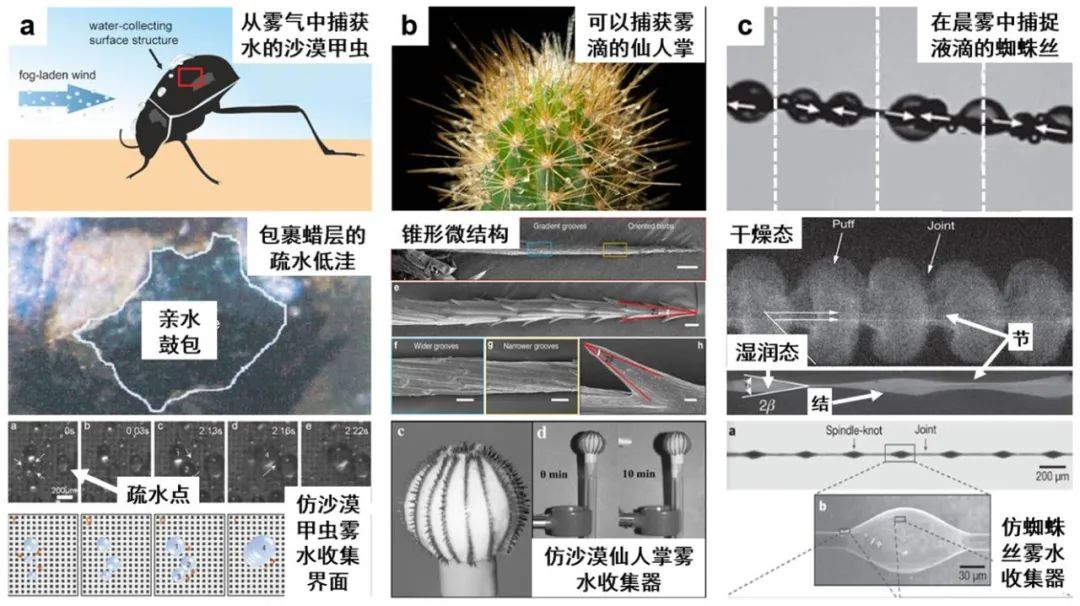 天津大學曹墨源：仿生霧水收集——向天空尋求解決淡水危機的方法