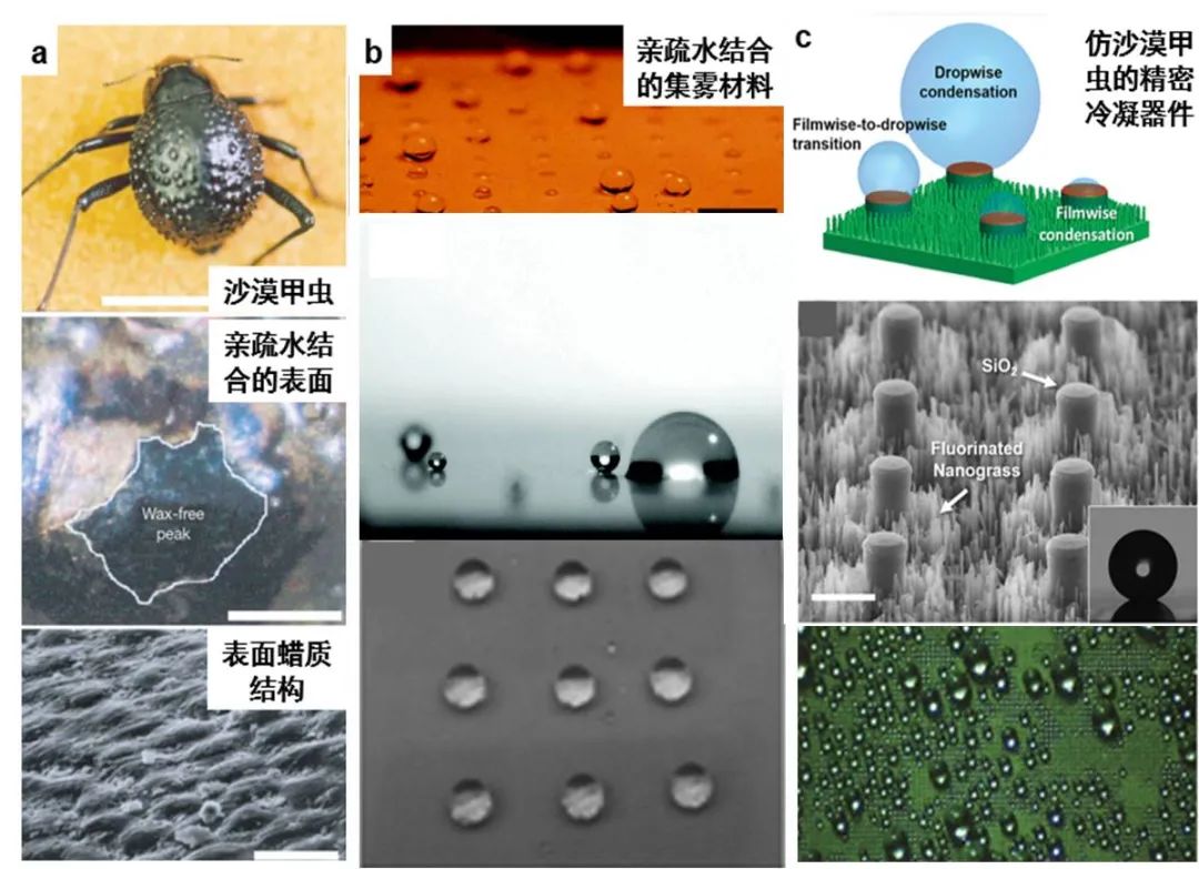 天津大學曹墨源：仿生霧水收集——向天空尋求解決淡水危機的方法