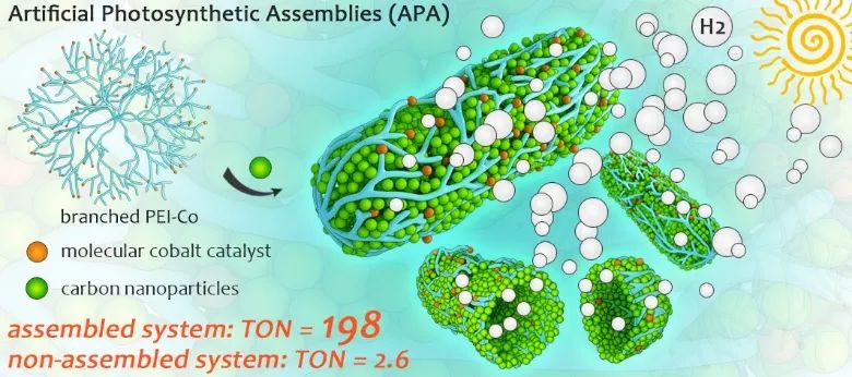 華中科技大學王鋒《JMCA》：向大自然學習——仿生光合組裝體實現(xiàn)可見光催化產(chǎn)氫性能提升
