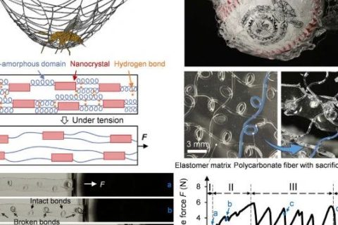 《Cell》子刊：像蛛網(wǎng)一樣強(qiáng)韌的抗沖擊透明復(fù)合材料