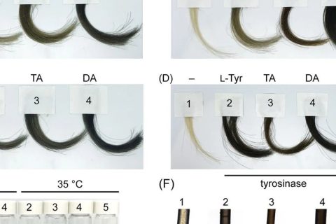 你的“少年白”有救了！科學(xué)家找到了純天然的染發(fā)技術(shù)