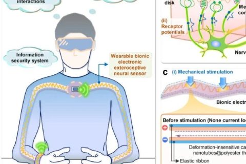 南洋理工大學鄭元謹教授等研制出可拉伸、變形不敏感仿生觸摸定位傳感器