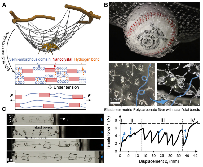 《Cell》子刊：像蛛網(wǎng)一樣強韌的抗沖擊透明復合材料