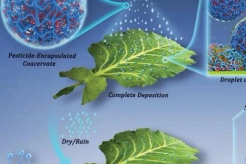 江雷院士團(tuán)隊(duì)最新《AFM》：大幅度提高農(nóng)藥使用效率的綜合策略