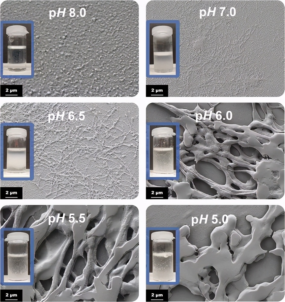 《Biomacromolecules》自組裝3D 纖維蛋白原水凝膠和氣凝膠-3