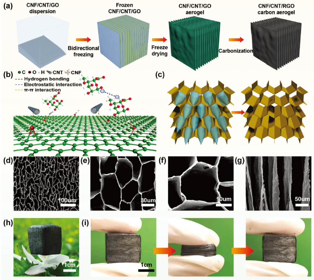 圖1. a) CNF/CNT/RGO碳?xì)饽z制備示意圖。b) CNF、CNT和RGO相互作用示意圖。c)冰晶生長(zhǎng)機(jī)理示意圖。d-f) CNF/CNT/RGO-3碳?xì)饽z的俯視圖和側(cè)視圖SEM圖像。h)光學(xué)圖像顯示一個(gè)超輕CNF/CNT/RGO氣凝膠站在一朵花上。i)碳?xì)饽z的壓縮回收過(guò)程。